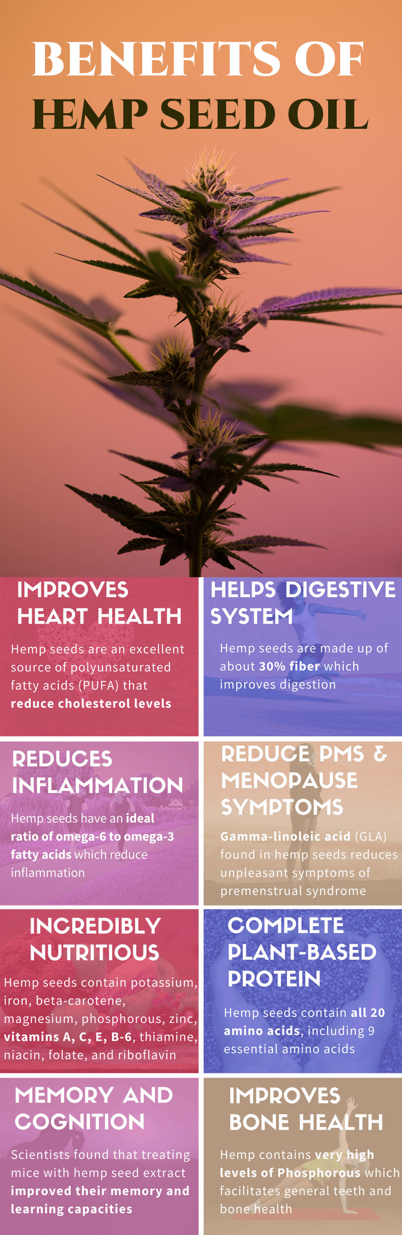 cannabis seed oil benefits